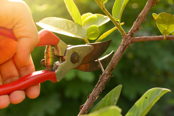 Best Tree Trimming and Pruning  in USA